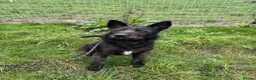 Mixed Breed dogs for adoption: Pascal is looking for a foster to adopt home  in Worcester - Advert 2