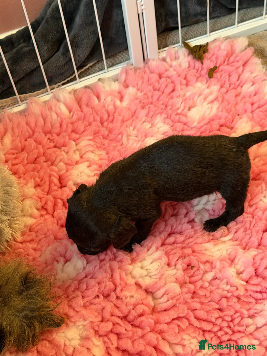 Mixed Breed dogs for sale: Cavapoo x dachshund  in Newark - Advert 2