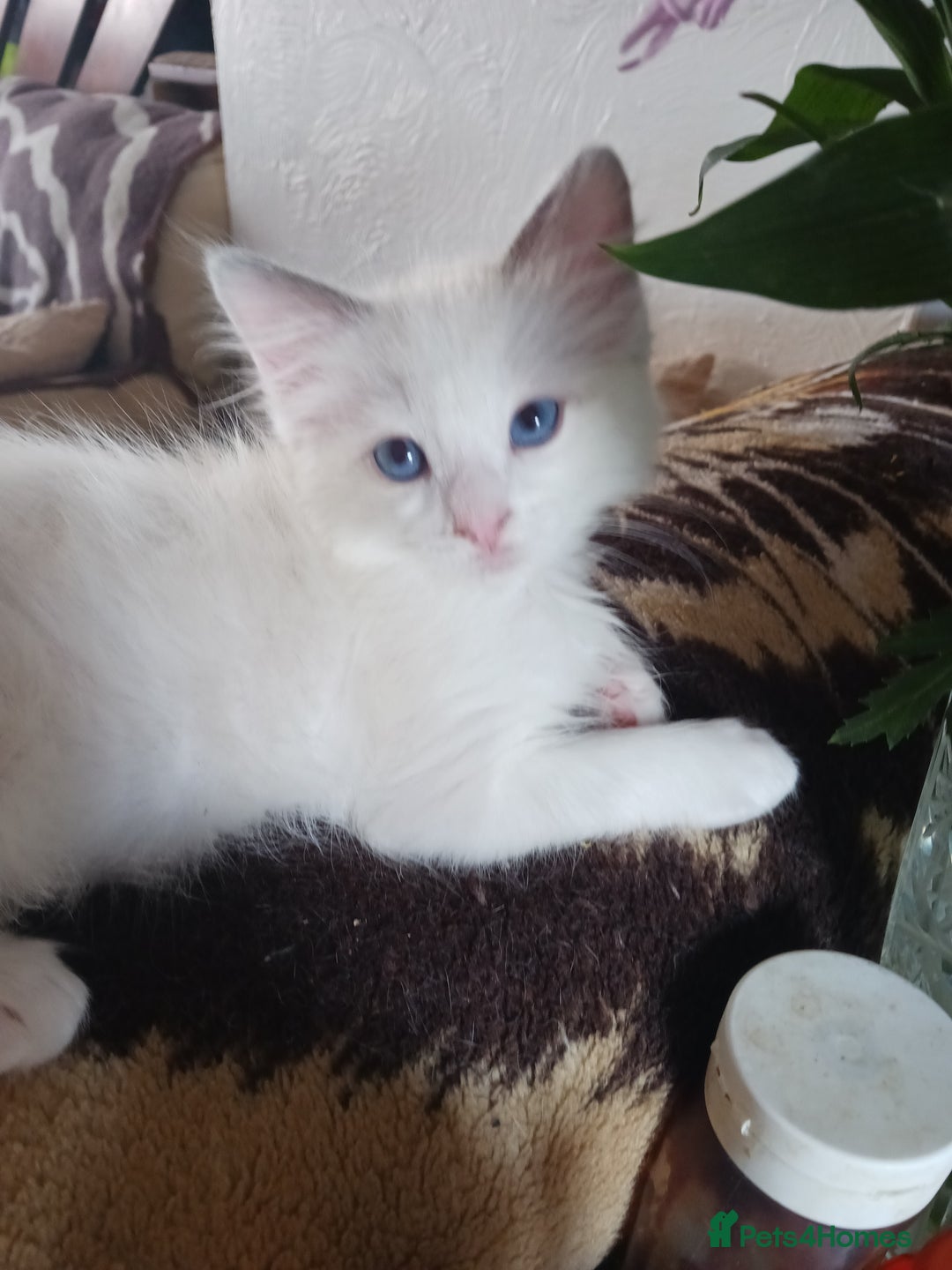 Ragdoll cats for sale: CUTE RAGDOLL KITTENS  - Image 8