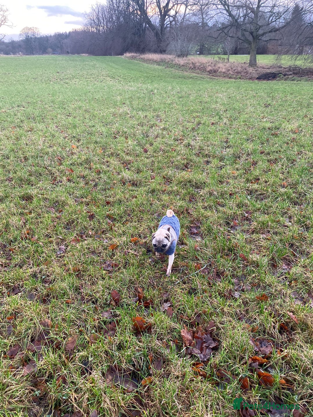 Pug dogs for sale: Beautiful pug - Advert 4