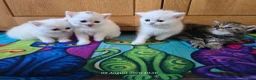 Exotic cats for sale: Persian/British Shorthaired cats - Advert 6