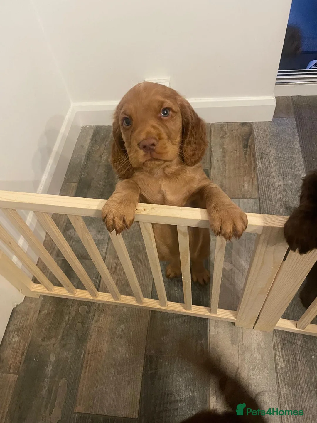 Cocker Spaniel dogs for sale: Cocker spaniel pure breed pupies,working  - Advert 8