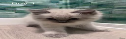 Ragdoll cats for sale: 3 beautiful kittens  in Longniddry - Advert 10