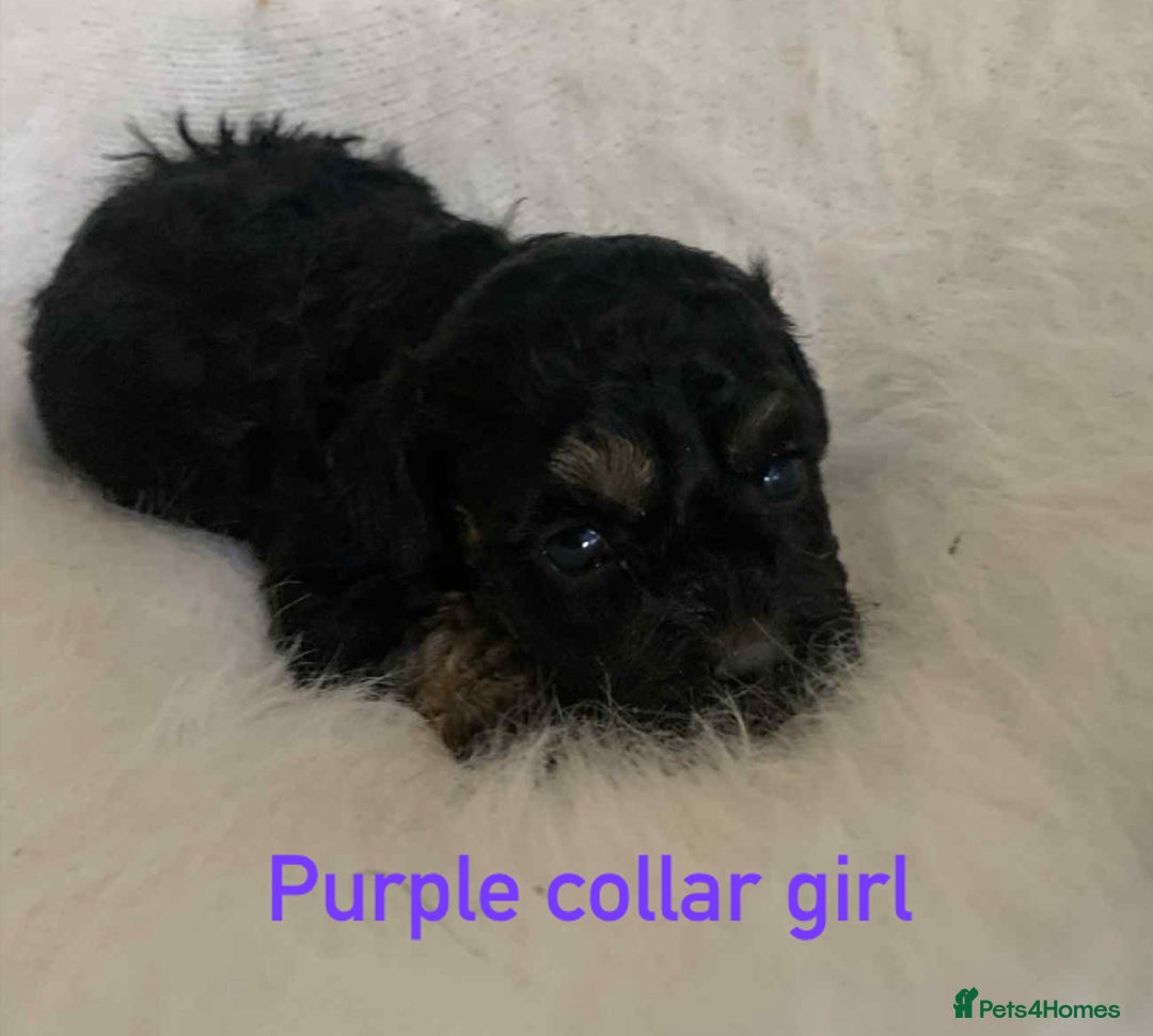 Cavachon dogs for sale: beautiful cavapoochon puppies  - Image 2