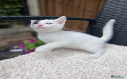 Turkish Angora cats for sale: ⭐️ Beautiful Turkish Angora X Bengal kittens ⭐️ - Image 1