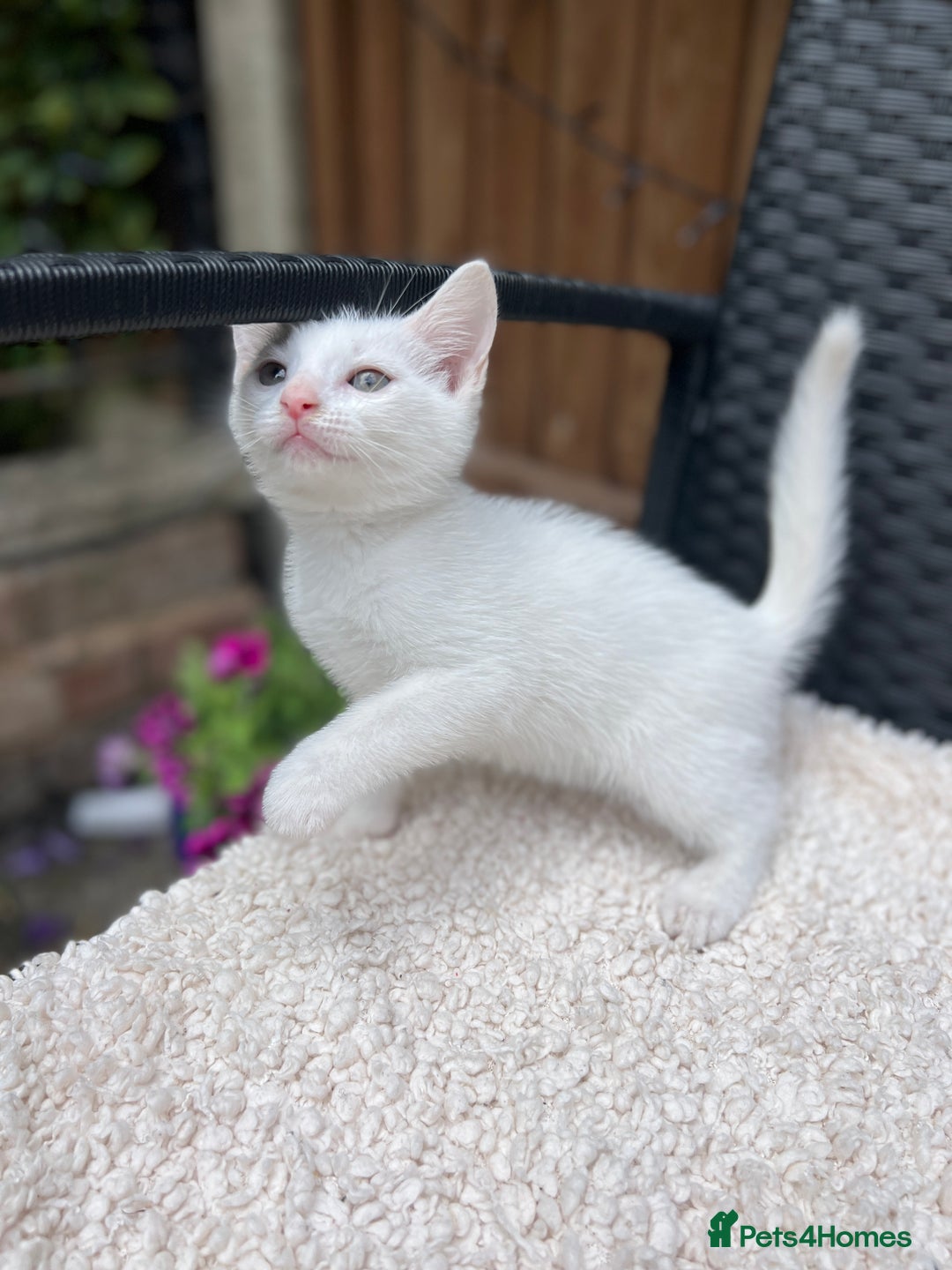 Turkish Angora cats for sale: ⭐️ Beautiful Turkish Angora X Bengal kittens ⭐️ - Image 1