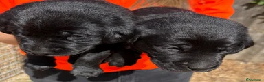 Labrador Retriever 1