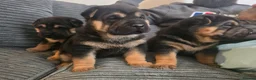 Mixed Breed dogs for sale: Shepard Peis - Advert 17
