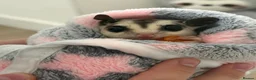 Sugar Glider rodents for sale: 2 Male Sugar Gliders – Brothers Tame + Full Setup in London - Advert 5
