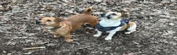 Jack Russell dogs for sale: Rainbow litter of Jack Russell’s - Advert 10