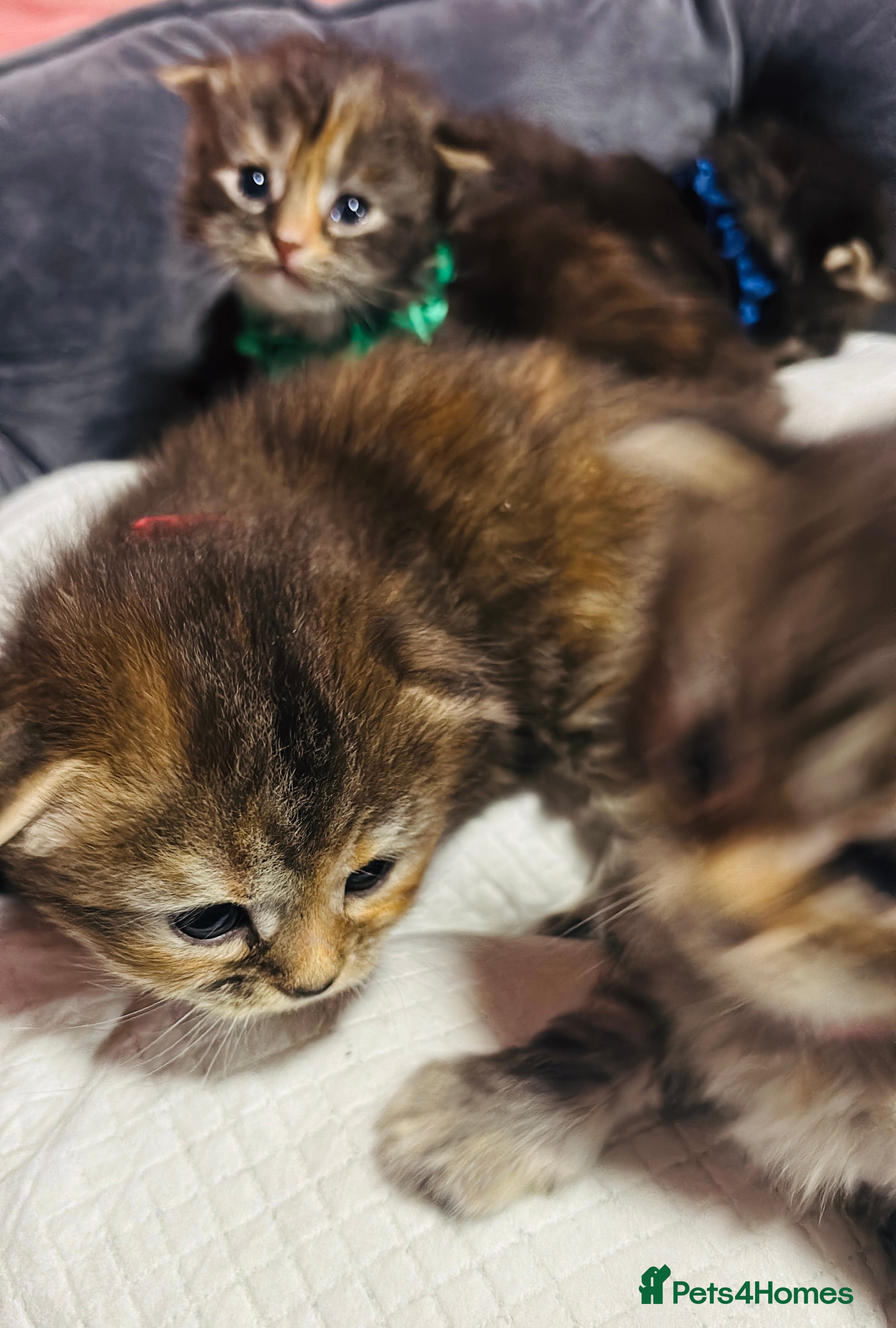 Scottish Fold cats Scottish fold long hair - Advert 1