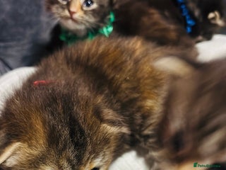 Scottish Fold cats Scottish fold long hair - Advert 10