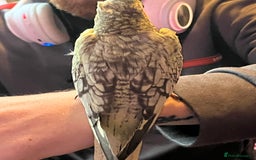 Cockatiels birds for sale: Cockatiels for sale hand tame - Image 20