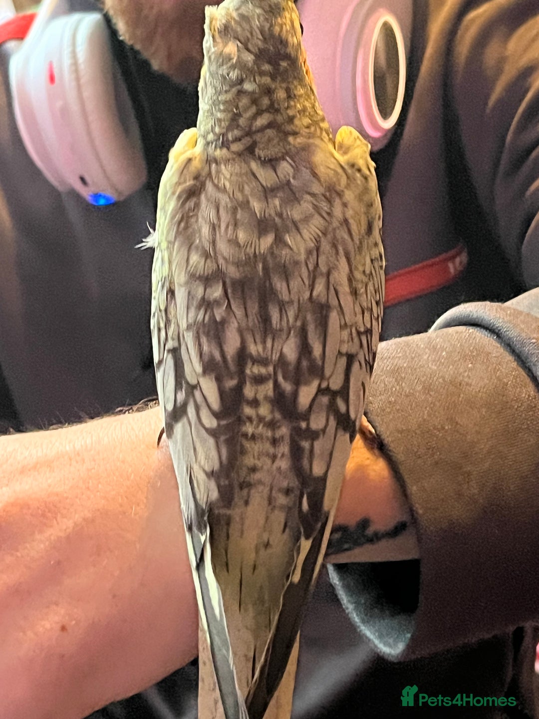 Cockatiels birds for sale: Cockatiels for sale hand tame - Image 20