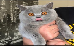 British Shorthair cats for sale: Absolutely beautiful BSH kittens  - Image 38