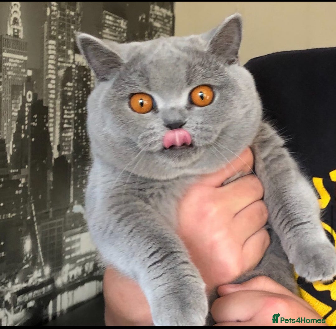 British Shorthair cats for sale: Absolutely beautiful BSH kittens  - Image 38