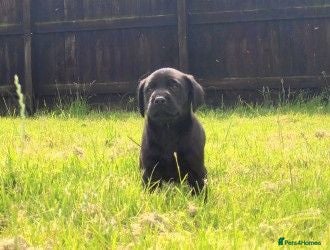 Labrador Retriever dogs Fully Health Tested Labs - Advert 1