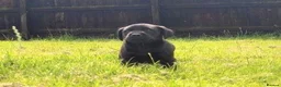 Labrador Retriever dogs for sale: Fully Health Tested Labs - Advert 1