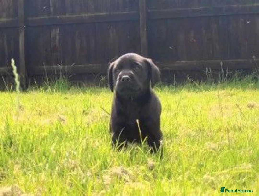 Labrador Retriever dogs for sale: Fully Health Tested Labs - Advert 1