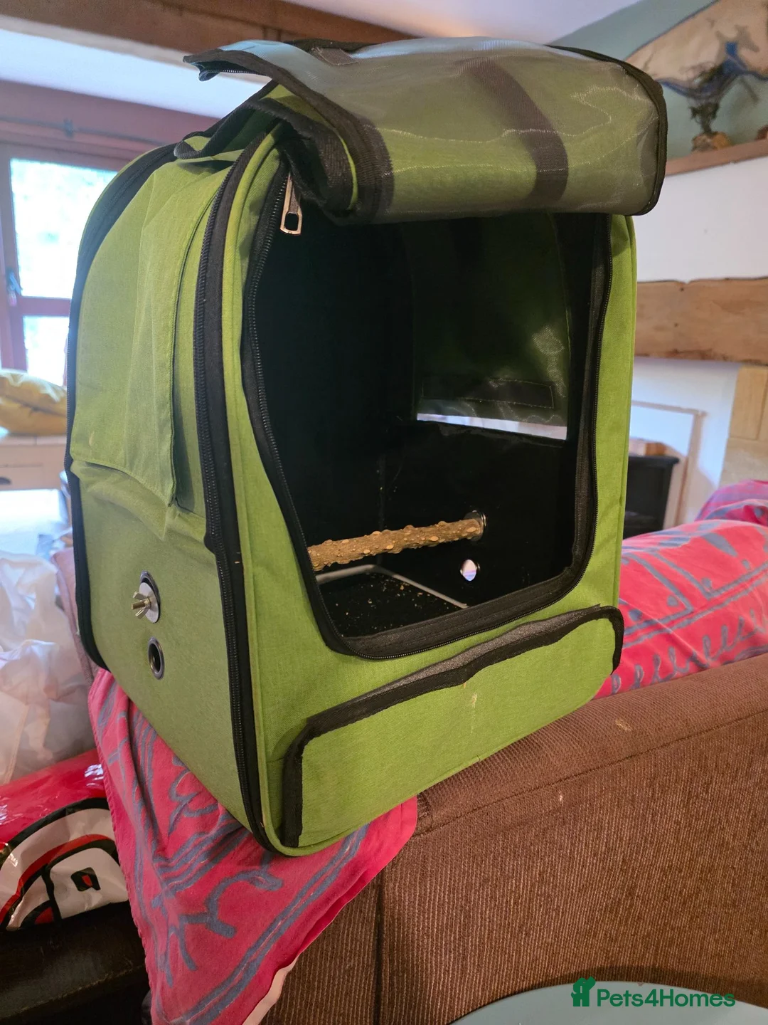 Conures birds for sale:  Hand readed Mooncheek Conure with Full Setup  in Montacute - Advert 28