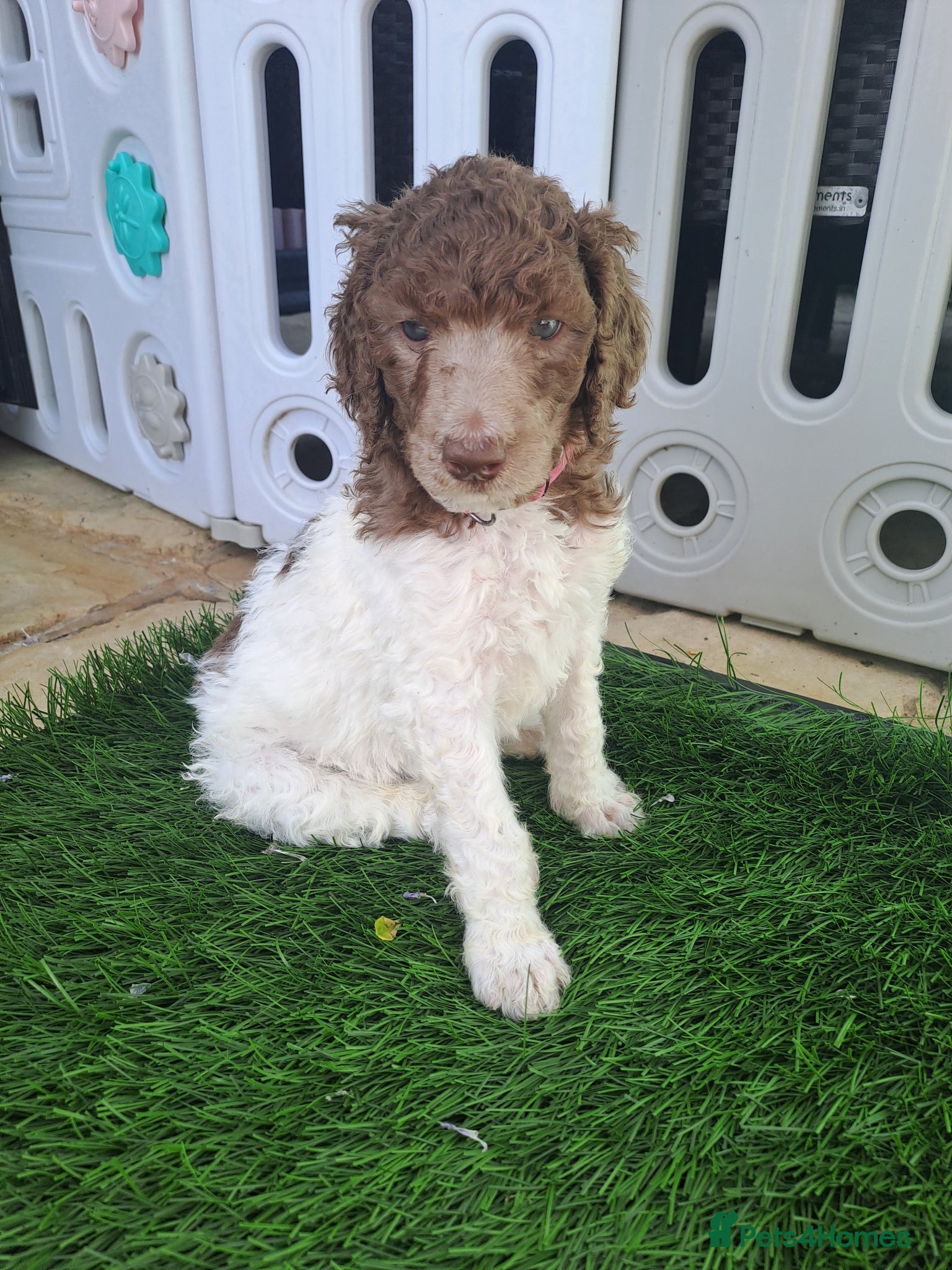 Standard Poodle dogs 1 Stunning brown parti girl  - Advert 4