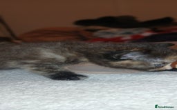 Mixed Breed cats for sale: Tabby kittens - Image 2