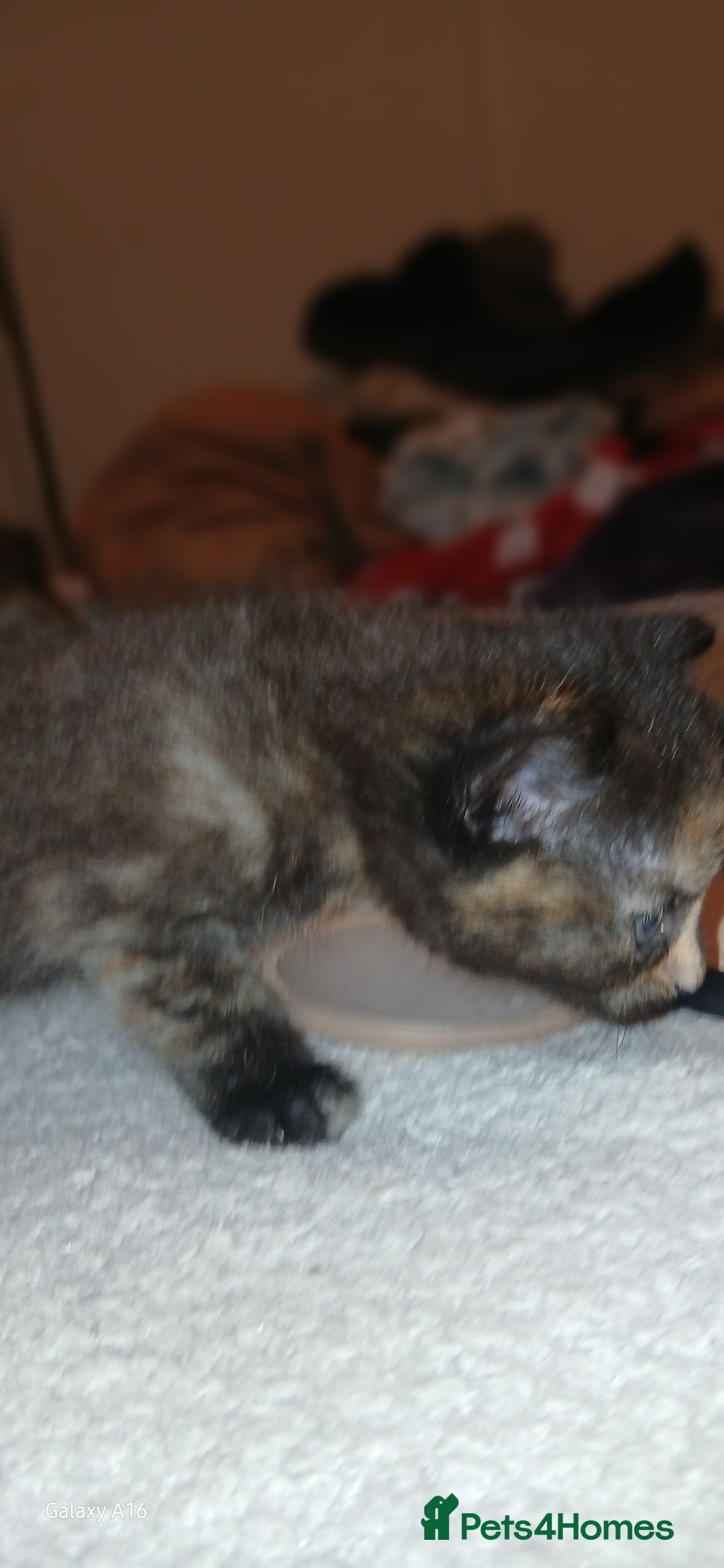 Mixed Breed cats for sale: Tabby kittens - Image 2