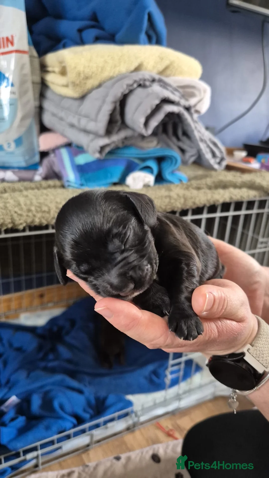 Cocker Spaniel dogs for sale: Cocker Spaniel - Advert 3