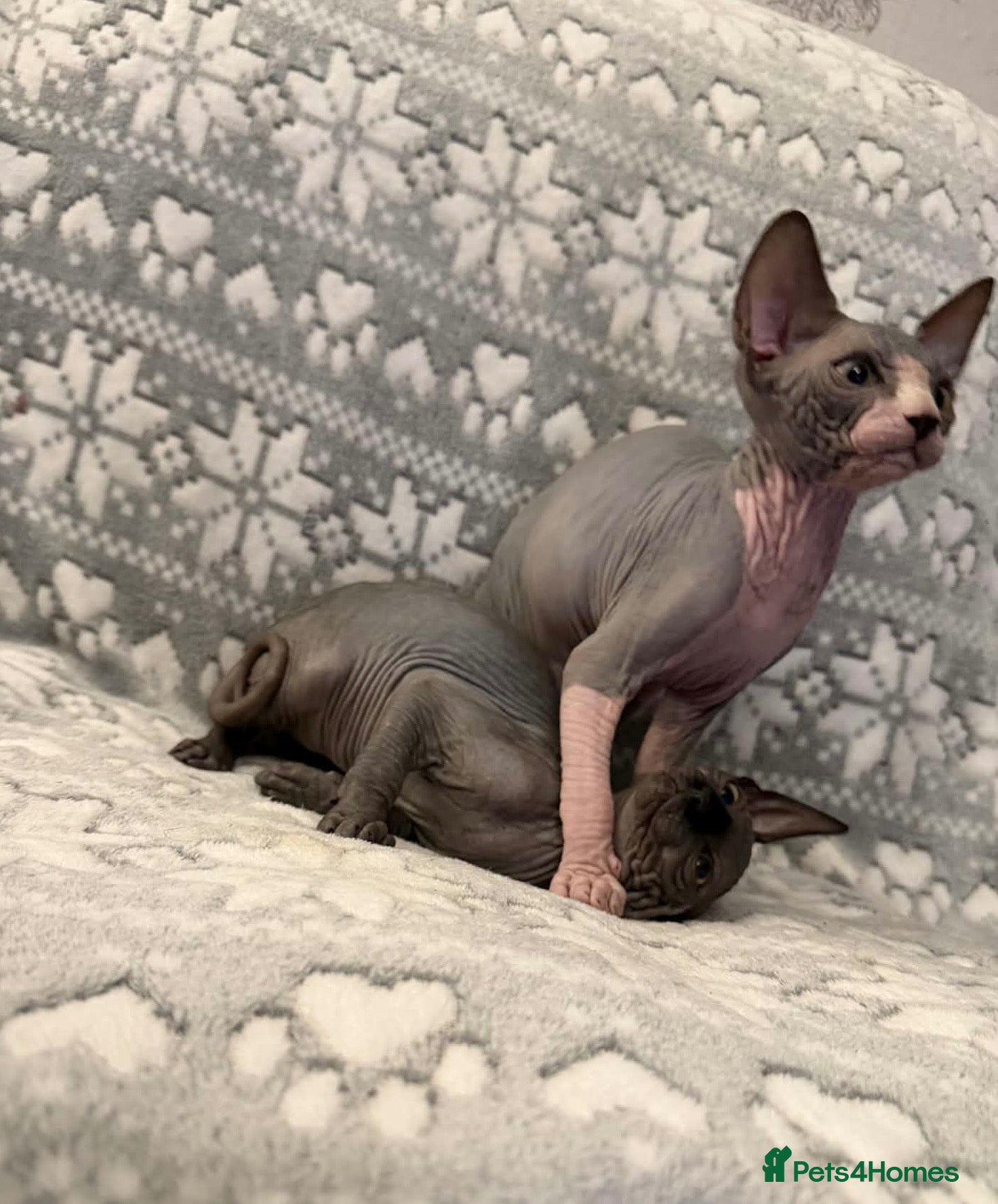 Sphynx cats for sale: 🐾TICA REGISTERED SPHYNX - £800 O.N.O 🐾 - Advert 8