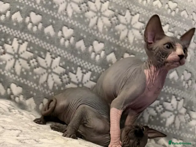 Sphynx cats for sale: 🐾TICA REGISTERED SPHYNX - £800 O.N.O 🐾 - Advert 8