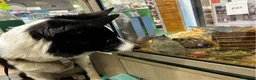 Border Collie dogs for sale:  A 2-Year Sweet & Smart Border Collie - Advert 7