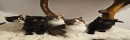 British Shorthair cats for sale: Tica British Shorthair & Longhair Champion Lines in Wigan - Advert 11