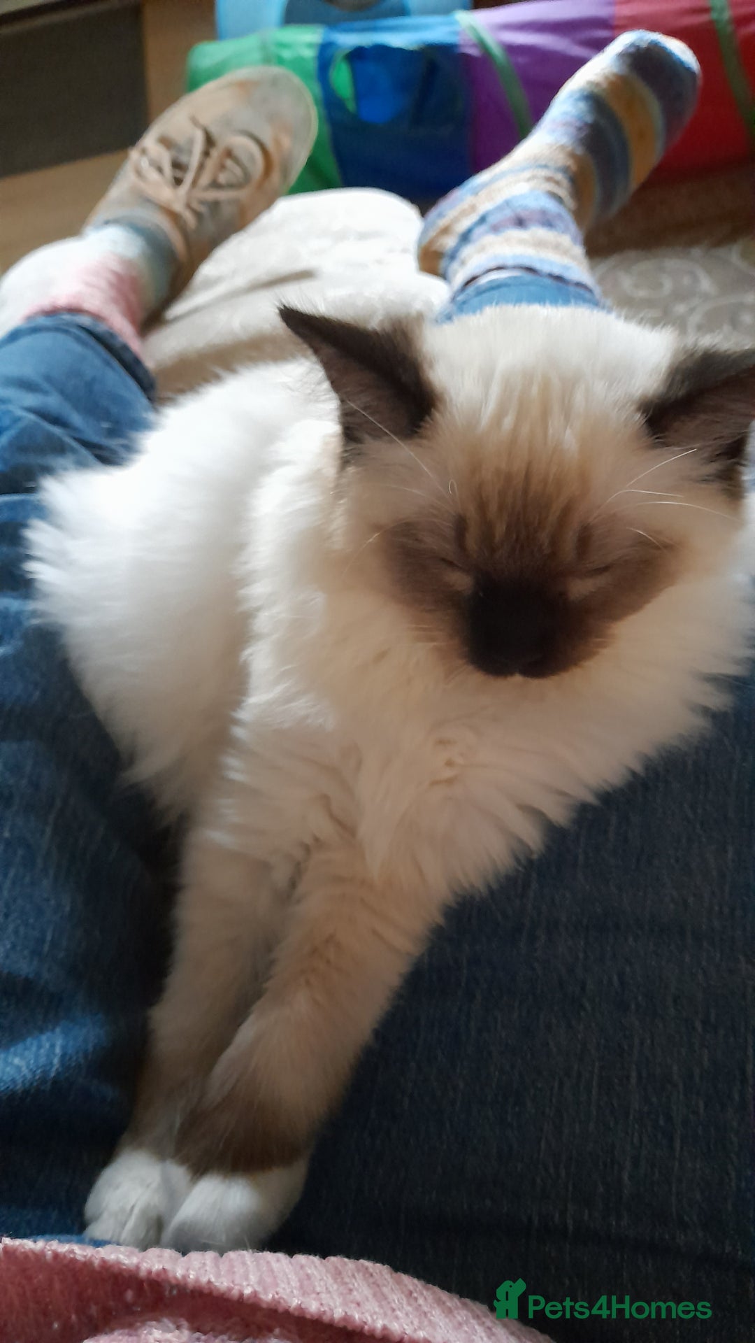 Ragdoll cats for sale: Ragdoll Kitten - Image 3