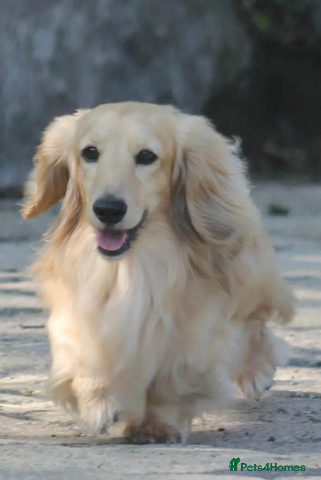 Miniature Dachshund dogs for sale: Cream miniature dachshunds-Petal’s Perfect Puppies - Advert 25