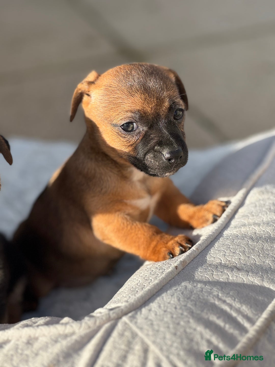 Jack Russell dogs for sale: Beautiful Jack Russell pups - Advert 3