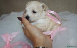 Maltipoo dogs for sale: F1 small Maltipoo puppies - Image 17