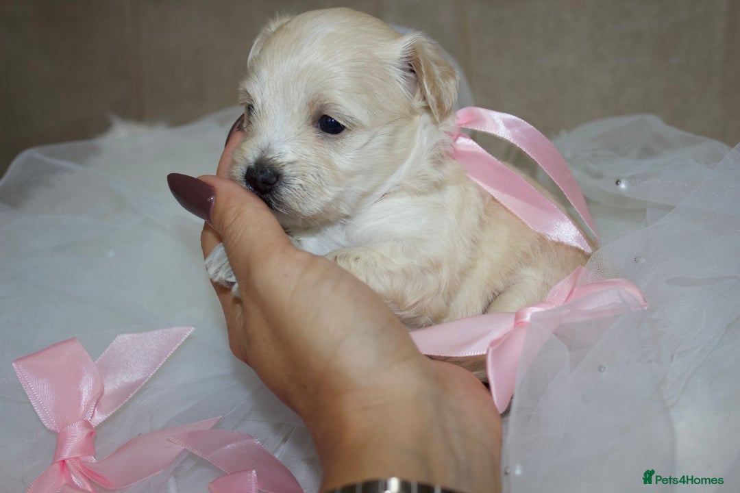 Maltipoo dogs for sale: F1 small Maltipoo puppies - Image 17