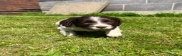 Sprocker dogs for sale: Working Sprocker Puppies - Advert 20