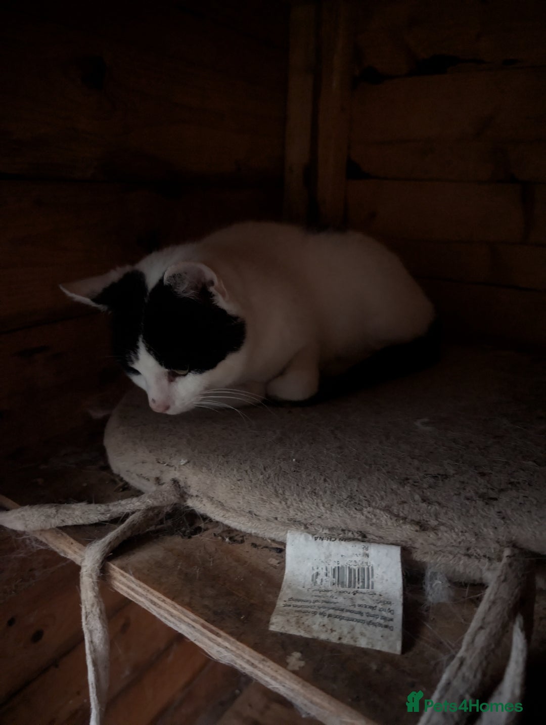 Mixed Breed cats for sale: We are Domino and Dora - Image 4