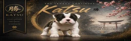 English Bulldog dogs for sale: HEALTH TESTED NEBBR REG OLDE ENGLISH BULLDOG PUPS - Advert 24