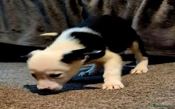 Border Collie dogs for sale: Border collie pups for sale  - Image 7