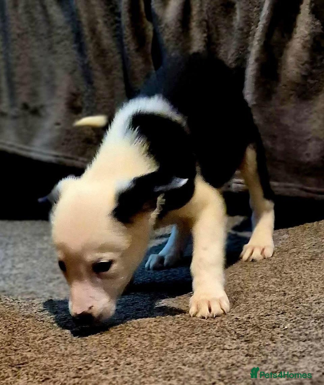 Border Collie dogs for sale: Border collie pups for sale  - Image 7
