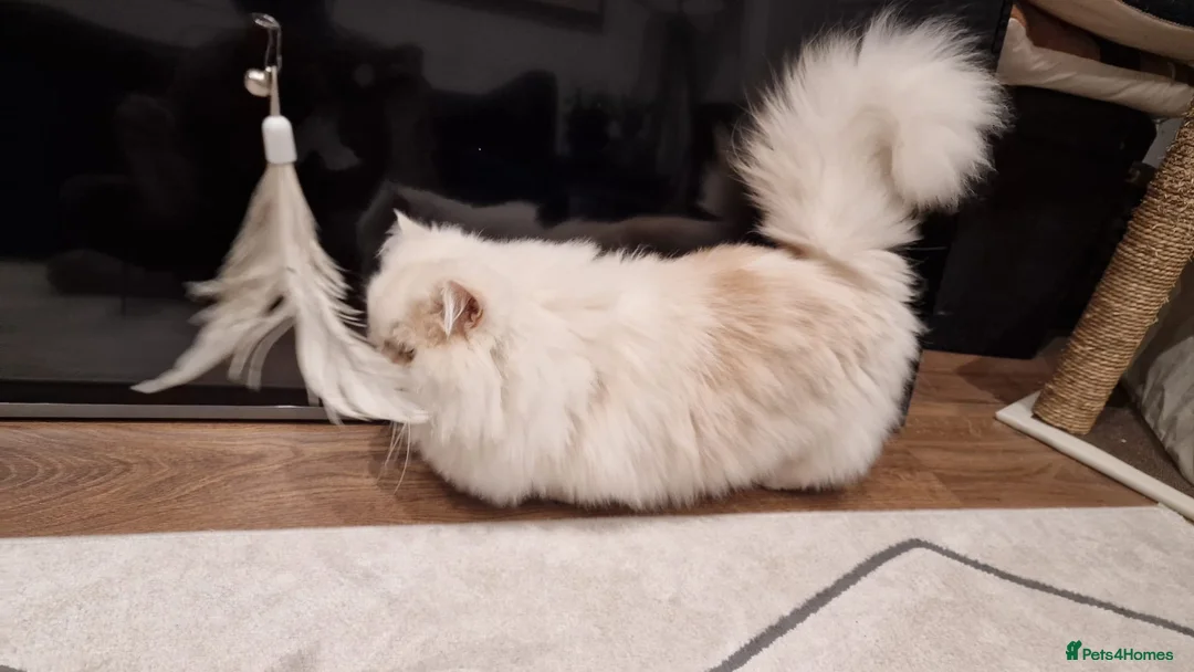 Munchkin cats for sale: Persian Munchkin Male Cat - Advert 12