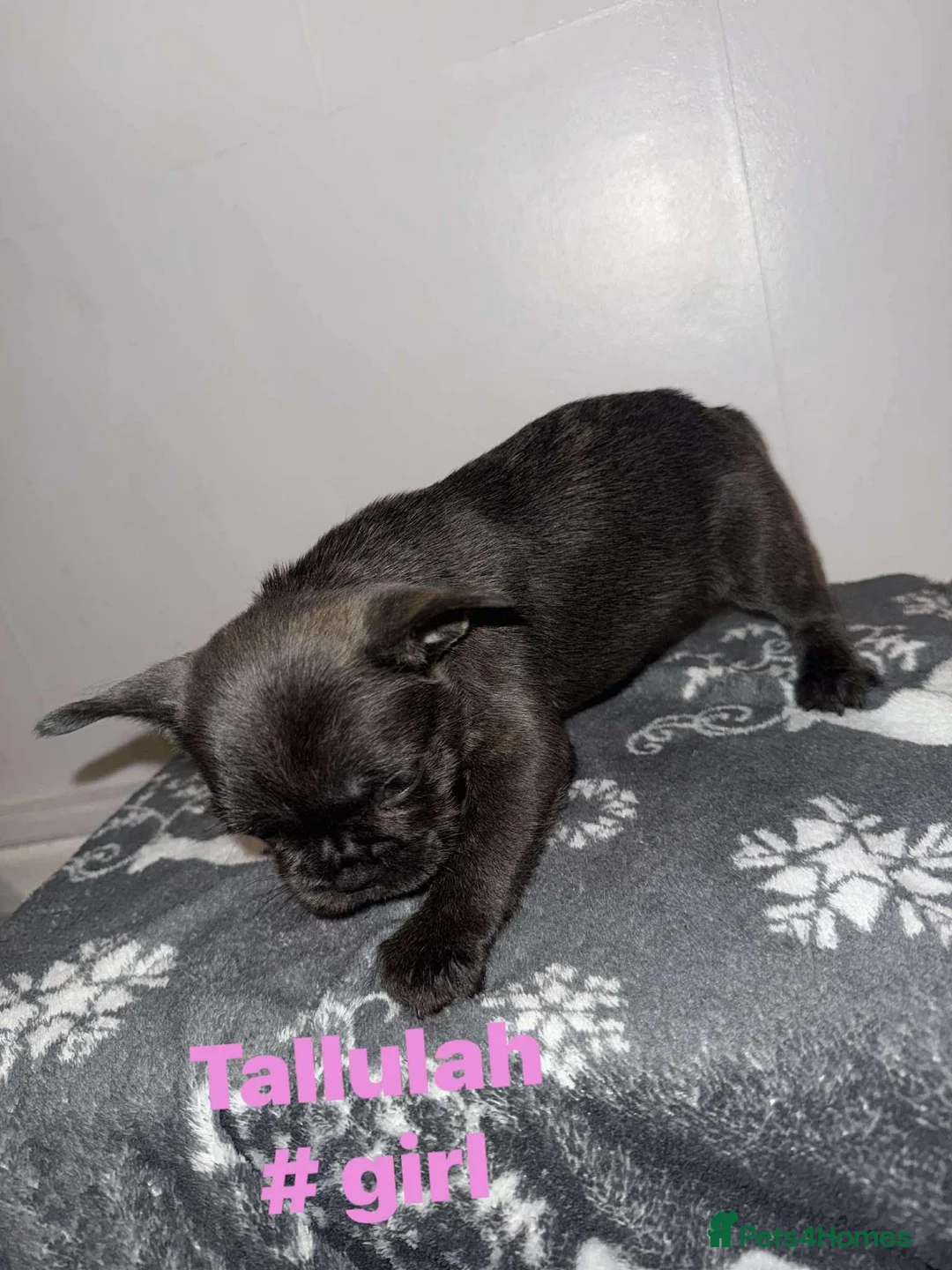 French Bulldog dogs for sale: French bulldog puppies - Advert 5