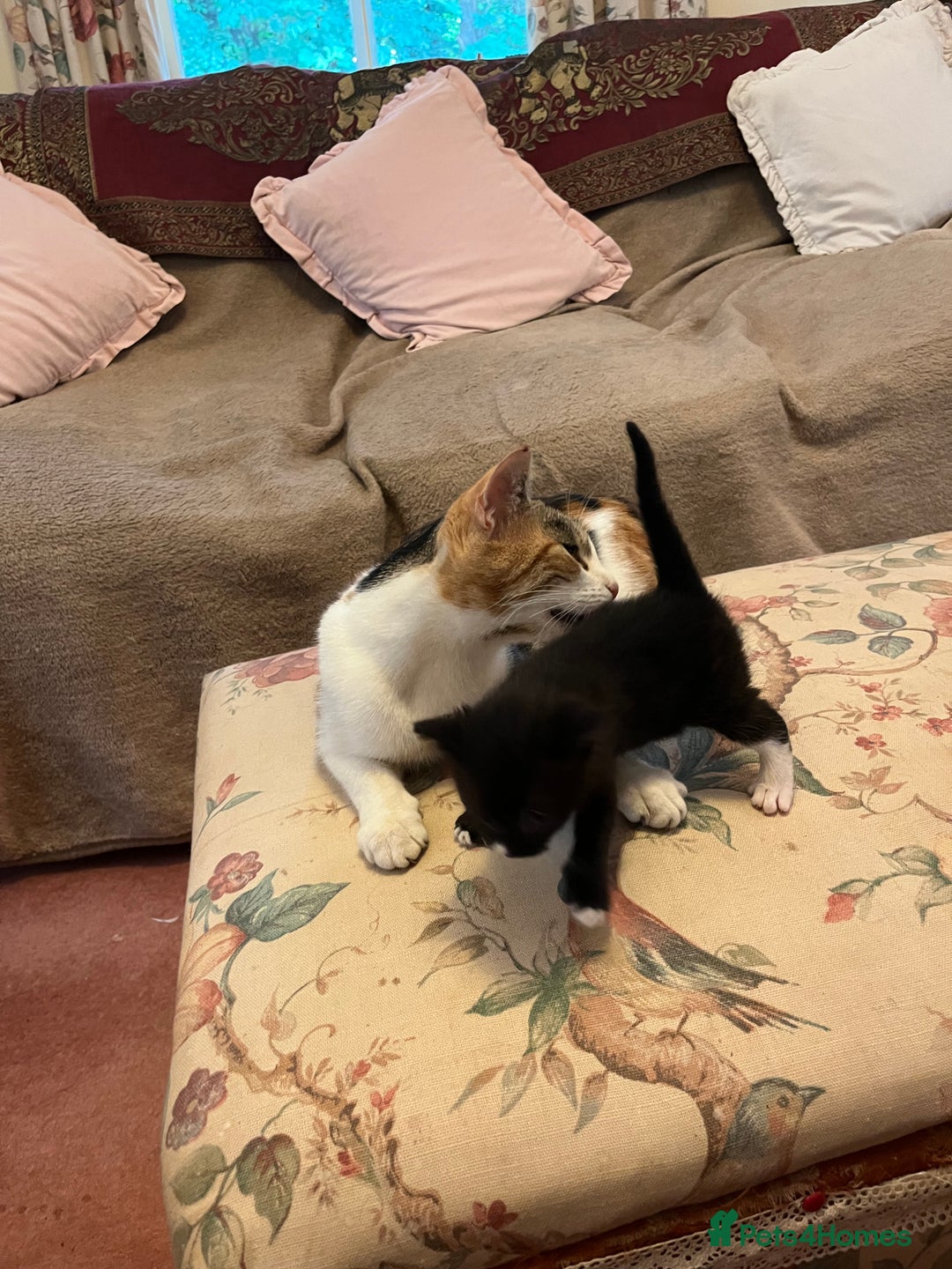 British Shorthair cats for sale: Kittens for sale - Image 4
