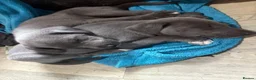 Mixed Breed dogs for sale: Last 3 beautiful whippet lurcher pups  in Stoke-on-Trent - Advert 4