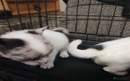 Mixed Breed dogs for sale: Pomeranian cross puppies ready now - Image 13