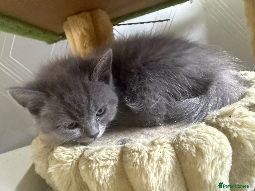 British Shorthair cats for sale: British Shorthair  - Advert 2