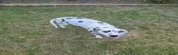 Dalmatian dogs for sale: Litter of pure Dalmatian puppies - Advert 3