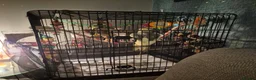 Cockatiels birds for sale: Male cockatiel  needs loving  home  - Advert 2